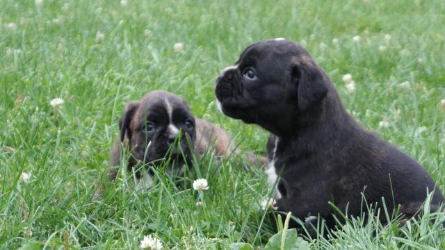 100% European Boxer Puppies