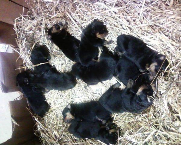 100% Purebred Large Boned - Male - German Rottweiler Puppies for sale