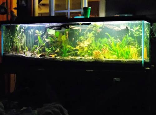 10 Gallon fish tank
