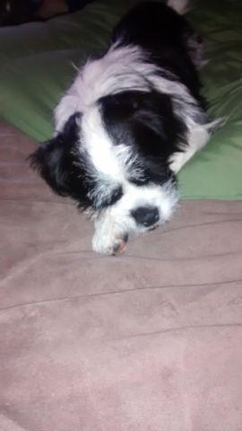 10 month old shihtzu/terrier male