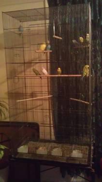 10 PARAKEETS + HUGE FLIGHT CAGE $150 EVERYTHING MUST GO