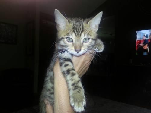 11 mo snow bengal kitten for an experience owner