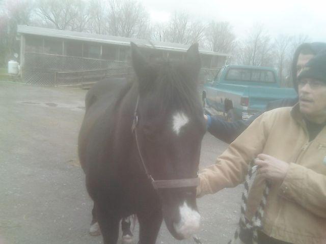 12-13 yr old black quarter horse gelding
