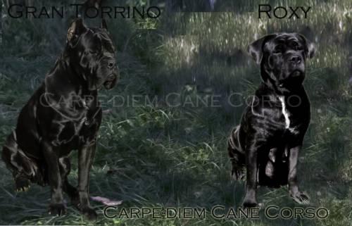 12/10/12 CANE CORSO PUPPIES LARGE BONE - RUSTIC BLOOD LINES !!!