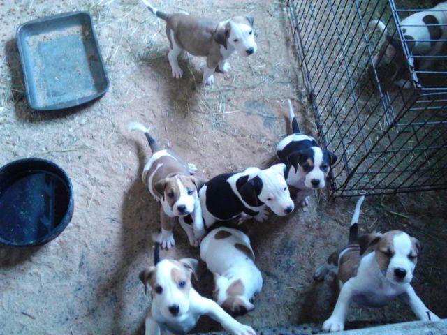 12 Little Pitbull Puppies!! Brindles, Tans, Blacks, Blues!! Adorable!!