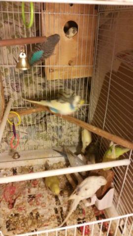 12 Parakeets for sale (very active and healthy)
