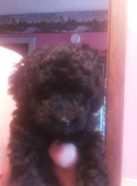 12 weeks, AKC TOY Poodle pups, 3M, Shades of red