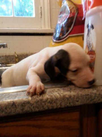 13 week olde pitbull puppy low price