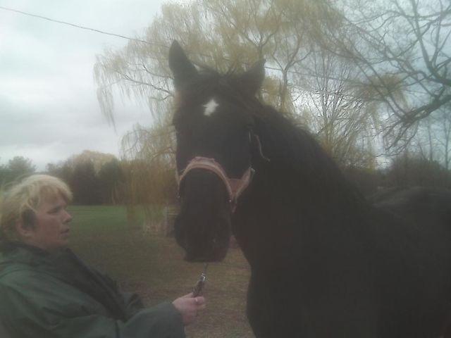 13 yr old register black percheron mare