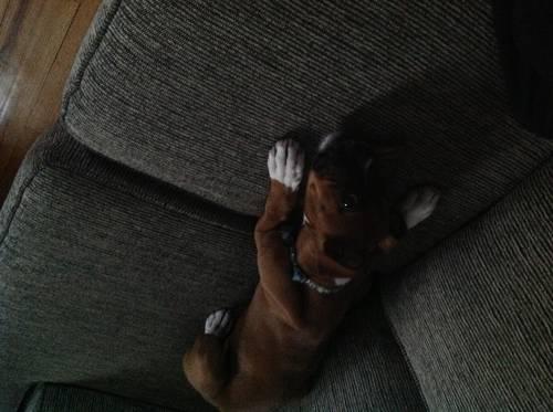 14 week old fawn female boxer pup