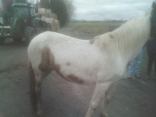 15 yr old brown and white paint mare