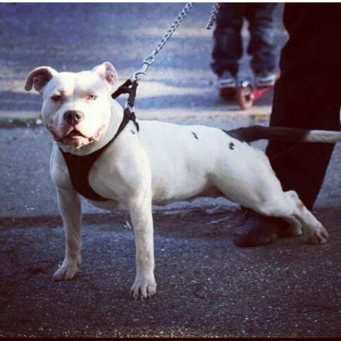 16months old American bully female ukc registered
