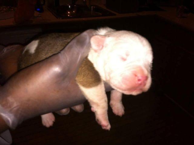 1 week old Olde english Bulldogge pups only 2 available
