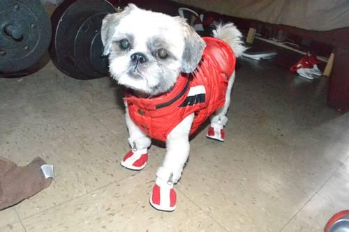 1 year old Male shih tzu looking for a mate
