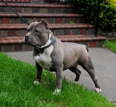 1 yr old female, ukc , paco meets king spade for sale/co own