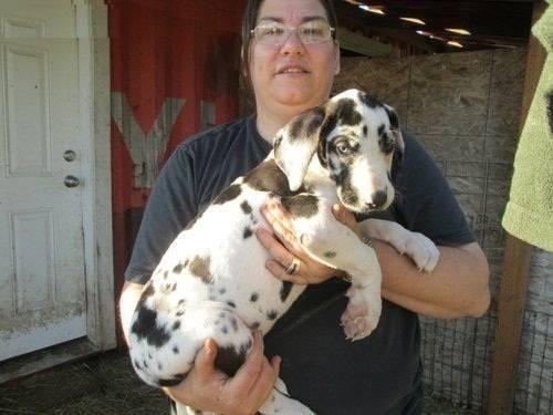 (1st vaccination, AKC Great Dane Puppy For Adoption -11 weeks Old)