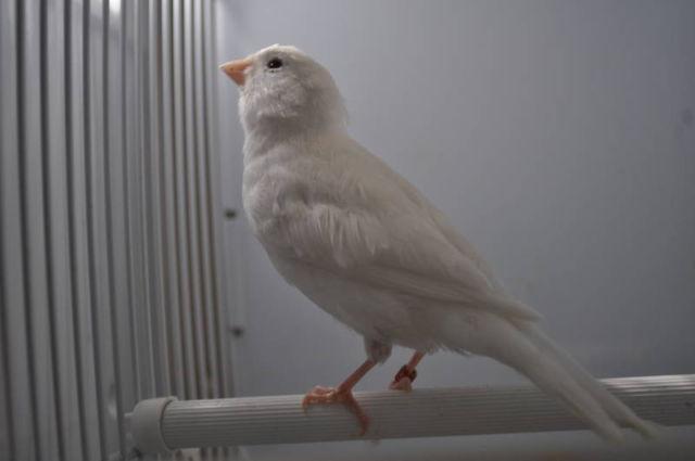 2013 pure white canaries