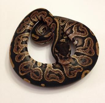 2014 Black Pastel Ball Pythons