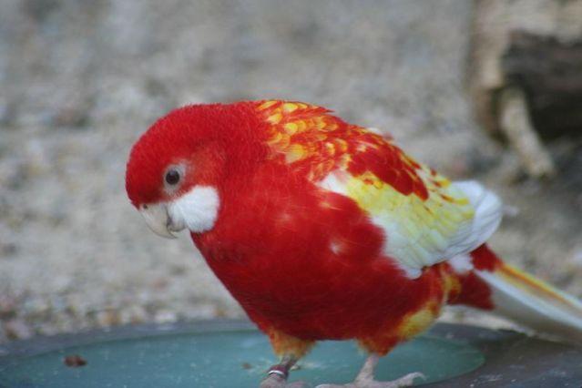2014 hatch Crimson Rosella Parrots for sale