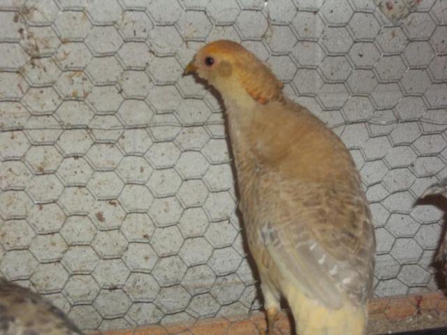 2014 hatch Drouyni White Eared Pheasant Male