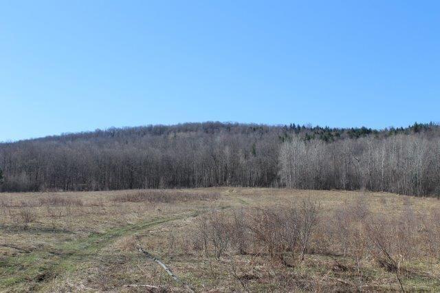 25 Acres Cabin Site - Fields/Woods Mix