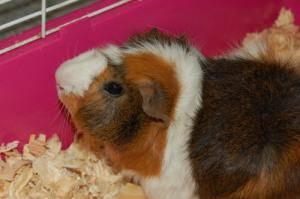 2 adorable male guinea pigs for adoption