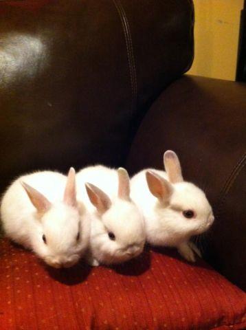 2 ADORABLE purebred baby bunnies for sale