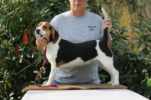 2 AKC Female Beagle pups 6 months old Ready for Gun Season