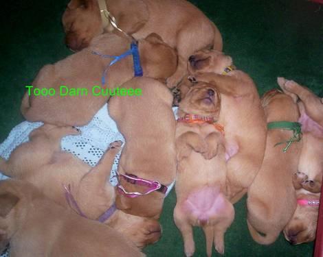 2 AKC female fox red labrador puppies for sale