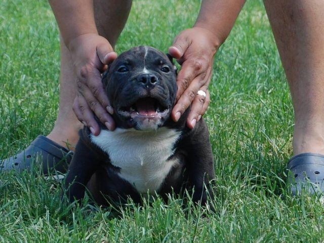 2 American Bully Pups available