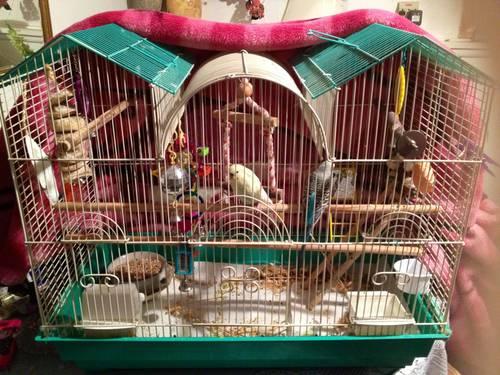 2 Beautiful Parakeets for Sale with Huge Triple Roof Cage