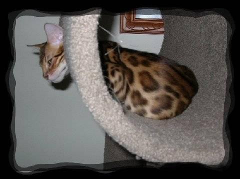 2 Bengal Kittens ready 9-11 weeks Neutered, Chipped, Vaccinated, etc