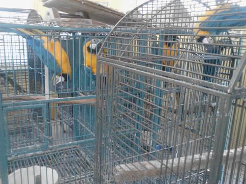 2 blue gold macaw (male)