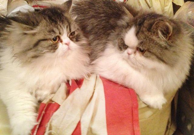 2 BROTHERS B/W van LONG hair PERSIAN - PET ONLY - MUST BE TOGETHER