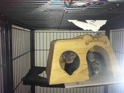 2 Chinchillas and all their things