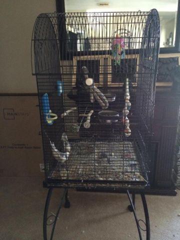 2 cockatiel birds one boy one girl comes with large cage