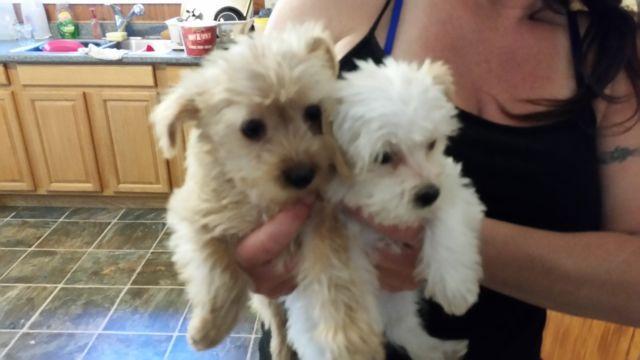 2 Female Morkie Puppies Maltese Yorkie Mix Ready 7-22