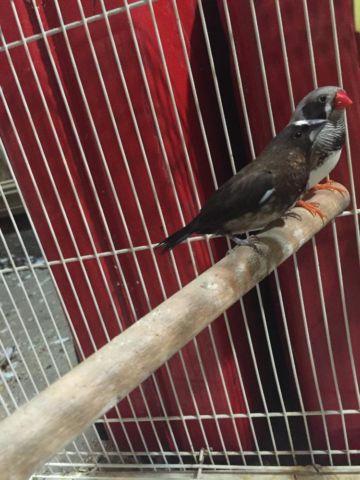 2 Finches for Sale