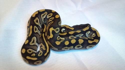 2 gorgeous Yellow Belly Ball Pythons