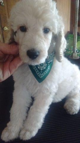 2 male Standard Poodle puppies 8 wks old