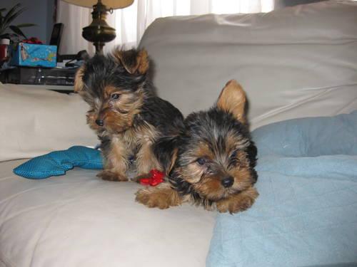 2 Male Yorkshire Terrier Puppies!