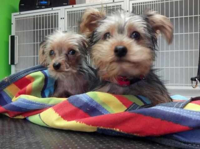 2 male Yorkshire Terriers for adoption - 4 months old