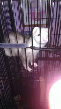 2 Marshalls 1 male and 1 female ferrets complete with Cage