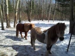 2 Minature horses