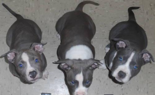 2 month old Bullies