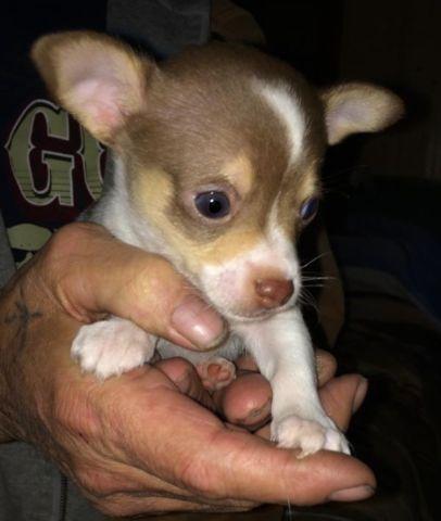 2 month old chihuahua puppies for sale!
