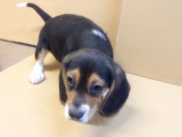 2 months old female beagle