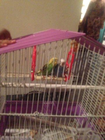 2 Parakeets for sale