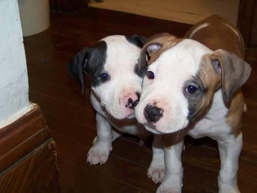 2 pitbull puppies