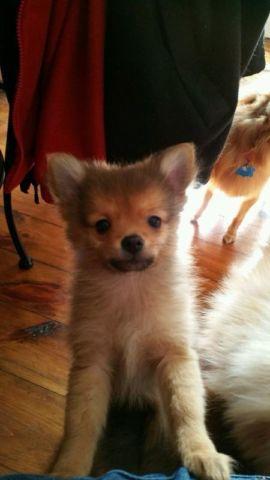 2 pomeranian puppies available now